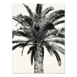 Foto Árvore Palm da Ilha Tropical de Preto e Branco