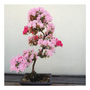 Foto Árvore Rosa Bonsai