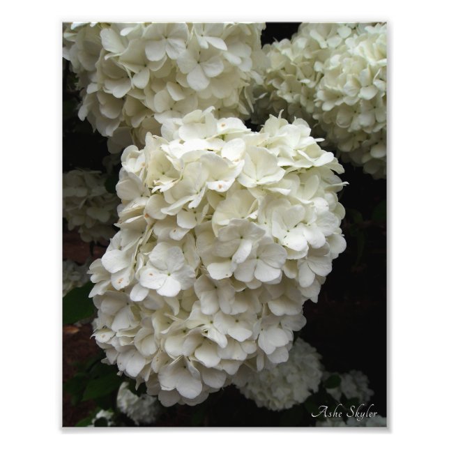 Foto Árvore Snowball (Frente)