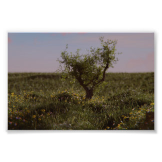 Foto Árvore Solitária