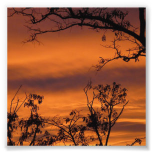 Foto Árvore Sunset
