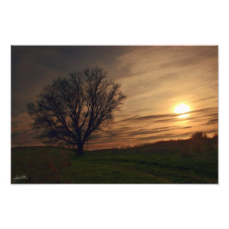 Foto Árvore Sunset