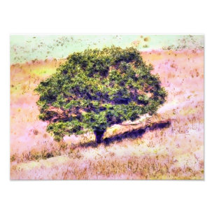 FOTO ÁRVORES