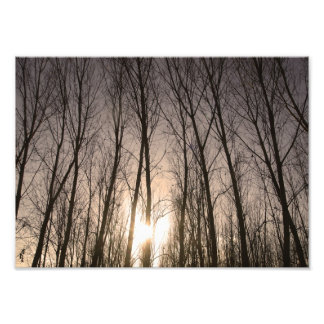 Foto árvores