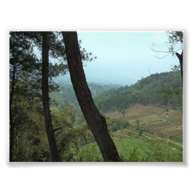 Foto Árvores (Frente)