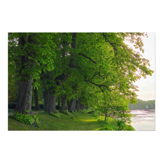 Foto Árvores (Frente)