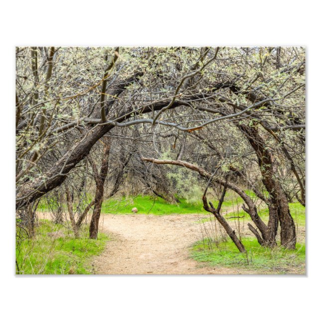 Foto Árvores 8602-Cruzadas com Caminho de Caminhada (Frente)