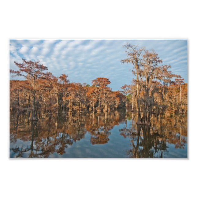 Foto Árvores Cypress do outono em Caddo Lake impressão (Frente)