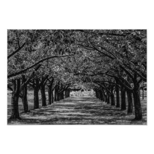 Foto Árvores da natureza da paisagem