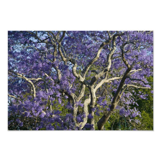 Foto Árvores de Jacaranda em Nova Fazenda Park, (Frente)