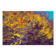 Árvores de Queda Secas