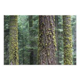 Foto Árvores de sequóia gigante na floresta, Sequoia e