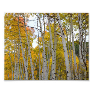 Foto Árvores do Colorado Birch no outono