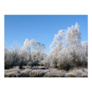FOTO ÁRVORES DO INVERNO