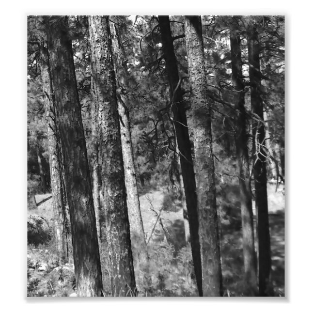 Foto árvores negras e brancas ao redor (Frente)