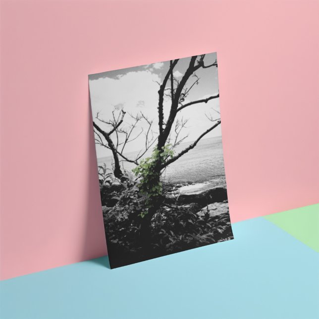 Foto Árvores Pretas E Brancas Com Vinhas Verde (Criador carregado)