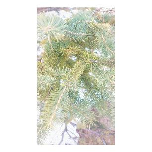 Foto Árvores Spruce cobertas de neve. Comprar Agora