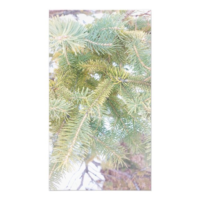 Foto Árvores Spruce cobertas de neve. Comprar Agora (Frente)