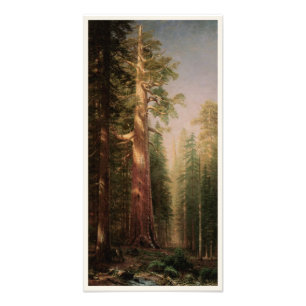Foto As Grandes Árvores, Mariposa Grove, CA por Biersta