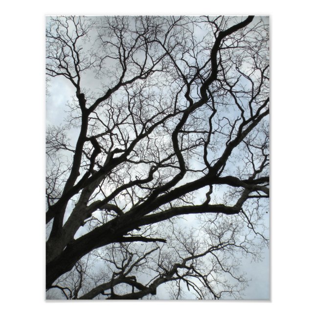 Foto As Veias da Árvore (Frente)