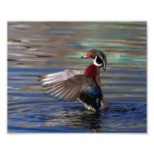 Foto asa 10x8 que bate o pato de madeira