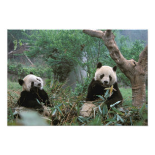 Foto Ásia, China, Chengdu. Santuário Giant Panda