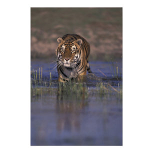 Foto ÁSIA, Índia Tigre andando pela água
