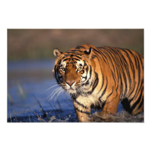 Foto ÁSIA, Índia, Tigre-de-bengala (Panthera tigris)