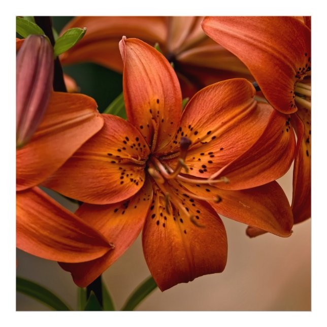 Foto Asiatic Lily (Frente)