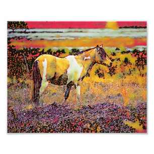 Foto Assateague ou Chincoteague Ponies