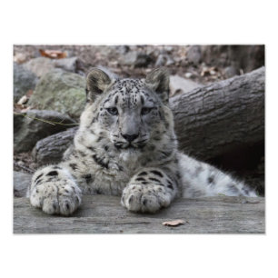 Foto Assento de Cub do leopardo de neve