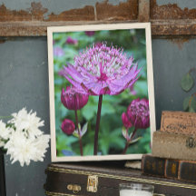 Astrantia Rosa Floral em Flor