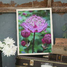 Foto Astrantia Rosa Floral em Flor