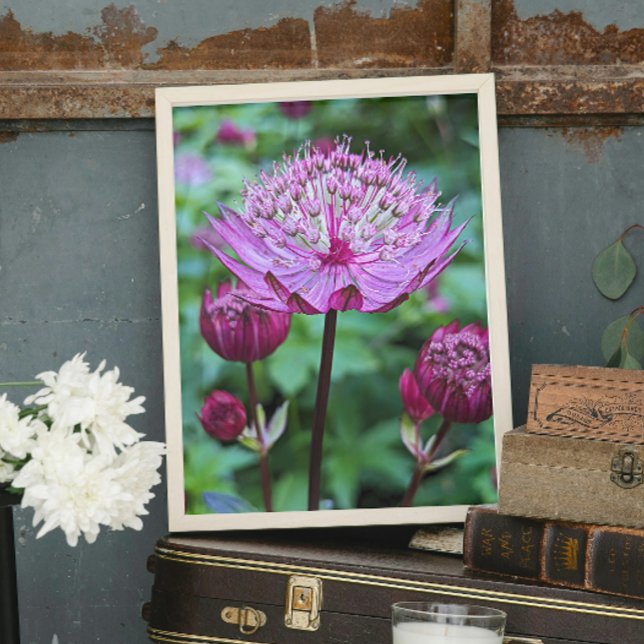 Foto Astrantia Rosa Floral em Flor (In Situ)