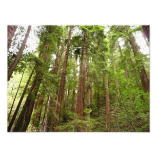 Foto Até Redwoods I no Monumento Nacional Muir Woods