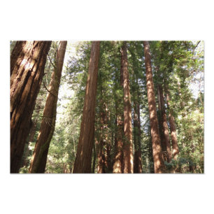 Foto Até Redwoods II no Monumento Nacional Muir Woods