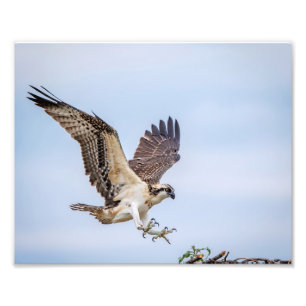 Foto aterragem do Osprey 10x8 no ninho