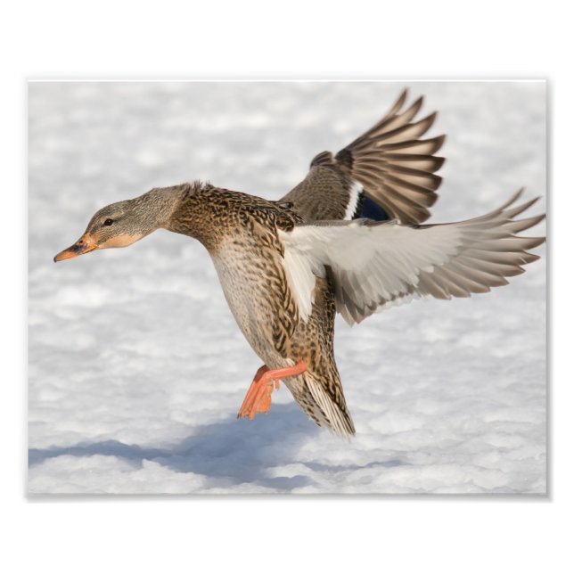 Foto Aterrissagem com pata de mallard na neve (Frente)