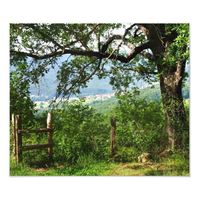 Foto Através da Folhagem (Frente)