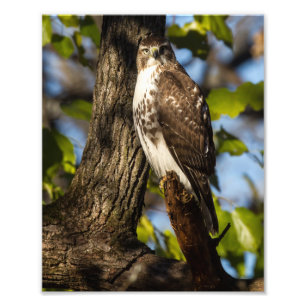 Foto Attentive Hawk