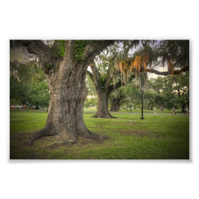 Foto Audubon Park Live Oaks (Frente)