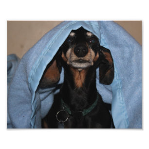 Foto Auge diminuto do Dachshund uma vaia