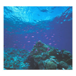 Foto Austrália, Grande Barreira de Coral. Enxame de Rox