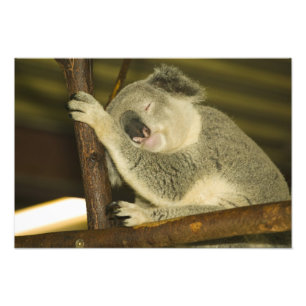 Foto Austrália, Queensland, Brisbane. Árvore de figo