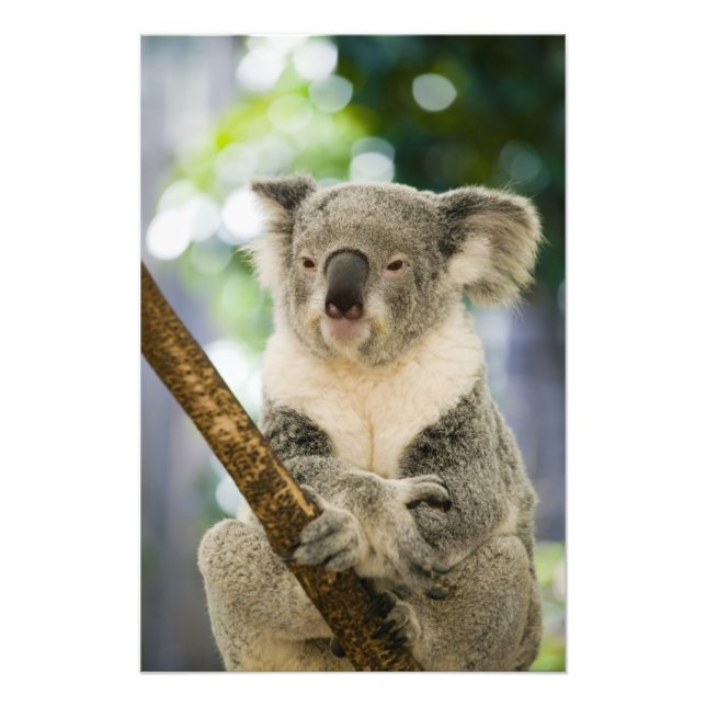 Foto Austrália, Queensland, Brisbane, Fig Tree (Frente)