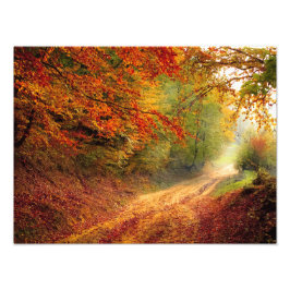 Foto Autumn Forest Track