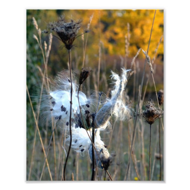 Foto Autumn Milkweed (Frente)