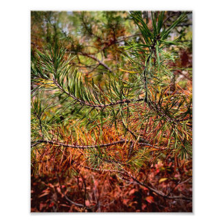 Foto Autumn Pine Needles