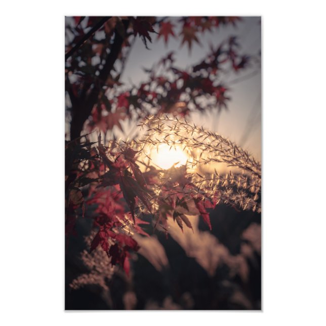 Foto Autumn Scenery in Japan　2023 (Frente)