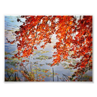 Foto Autumn Sunlight #2